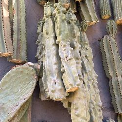 Spineless Totem Poles 🌵🌵🌵