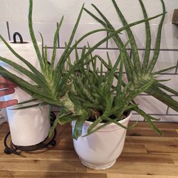 Aloe Vera Baby Plant 