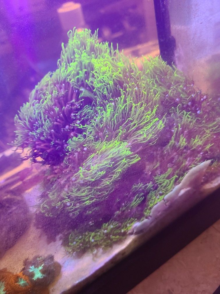 Coral Reef Decorations