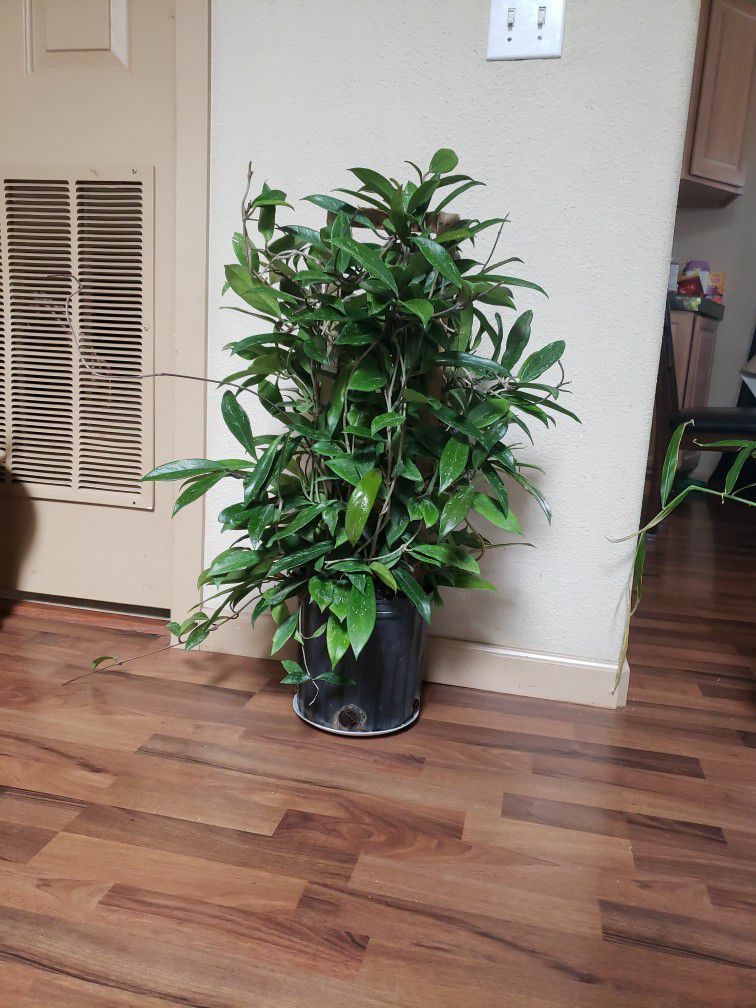 Huge 3 Ft Hoya Pubicalyx Splash House Plant Houseplant 