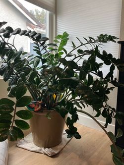 Potted ZZ plant