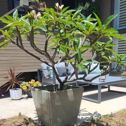 Two Large Potted Plumaria In Glazed Ceramic Pots