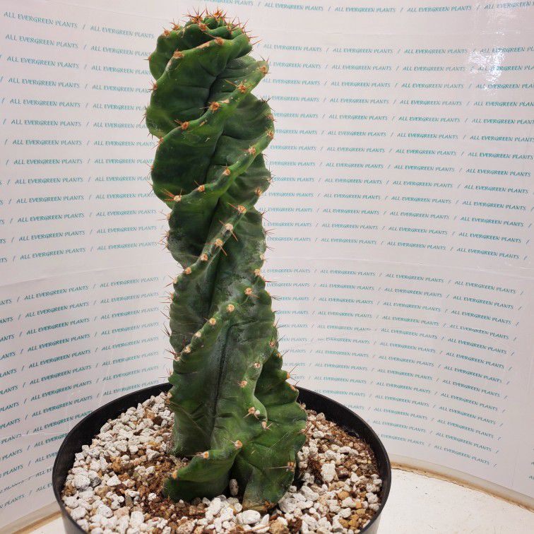 Rare Cereus Forbesii spiral cactus succulent plant