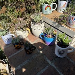 Cactuses For Sale