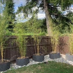 10-15 Foot Bamboo