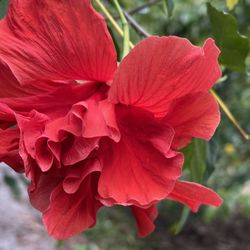 Double Red Hibiscuses