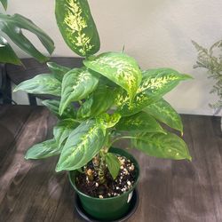 Dieffenbachia