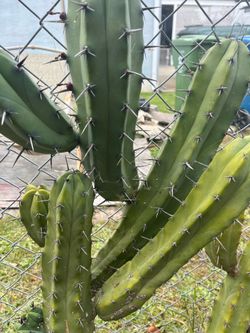 Bilberry cactus, Blue candle cactus, Cereus geometrizans, Garambullo