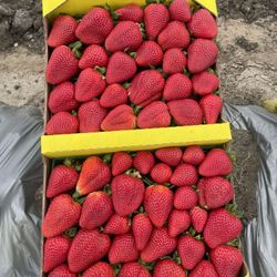 Fresas Strawberry 