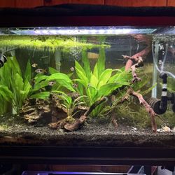 Fish Tanks 