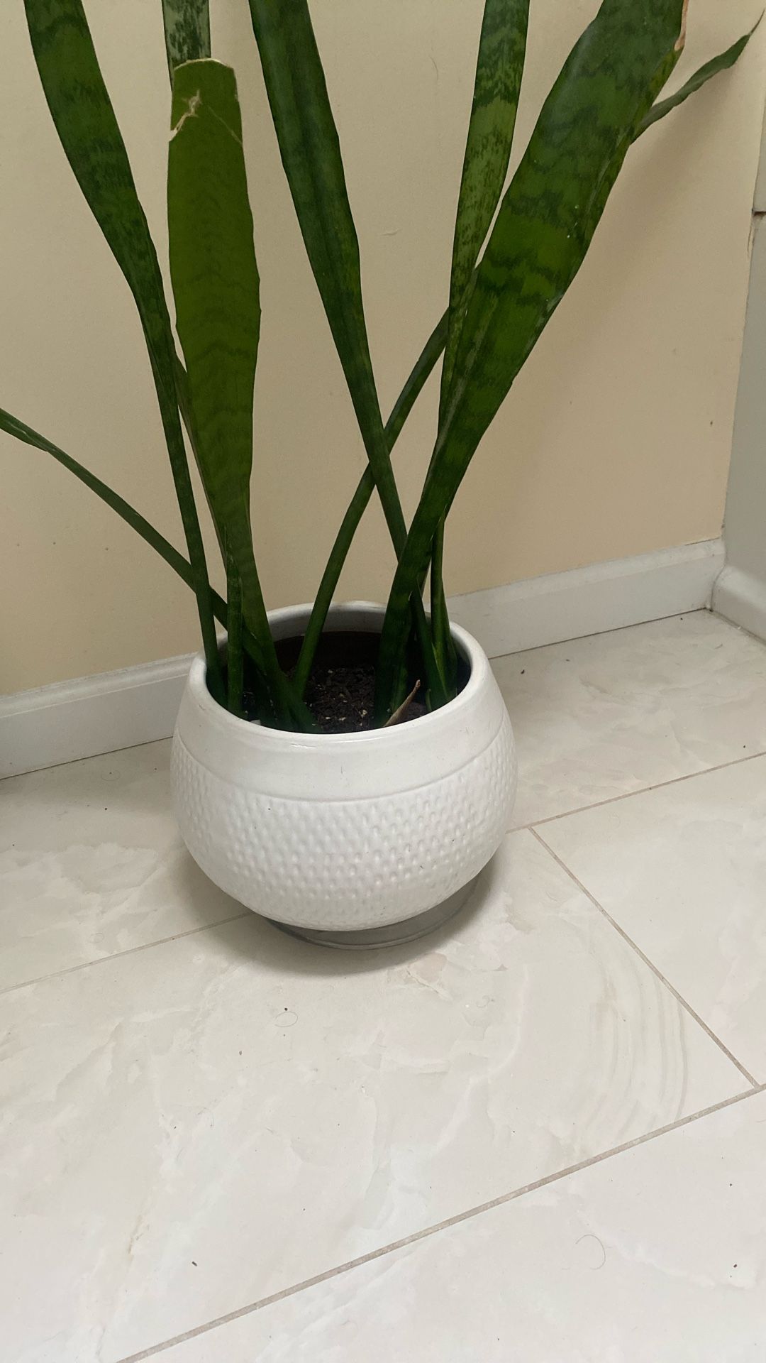 Snake Plant And Pot