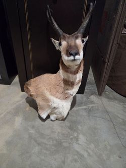 Taxidermy pronghorn antelope mount