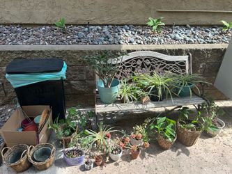 Free plants and pots!