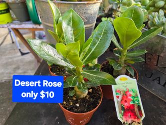 SALE TODAY MOOSE LODGE CASTRO VALLEY. SUNDAY  FLEA MARKET