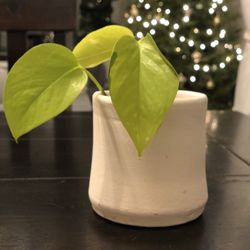 Hand Thrown Ceramic Pot And Plant!