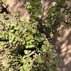 Elephant Bush Suculent 