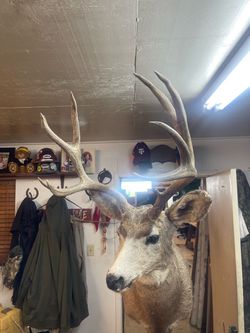 Mule deer taxidermy Mount