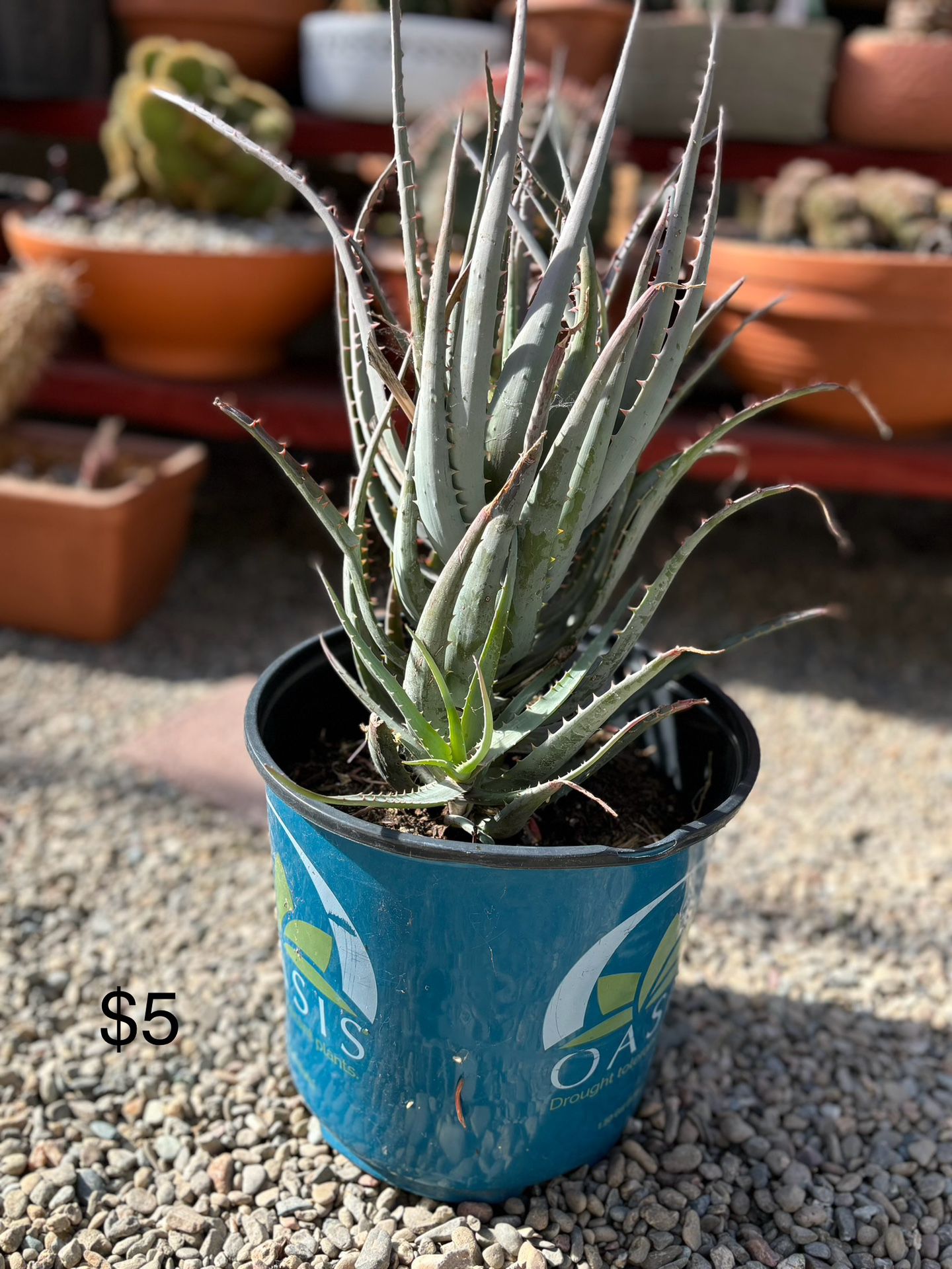 Aloe/plant 