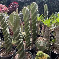 Spiral 🌀 Cactus 🌵🔥🔥