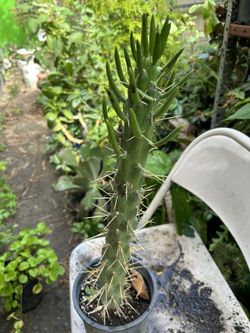 Cactus