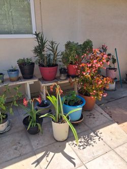 Plant and Moving Sale