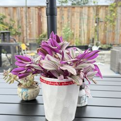 Trade For A Bag Of Potting Soil 