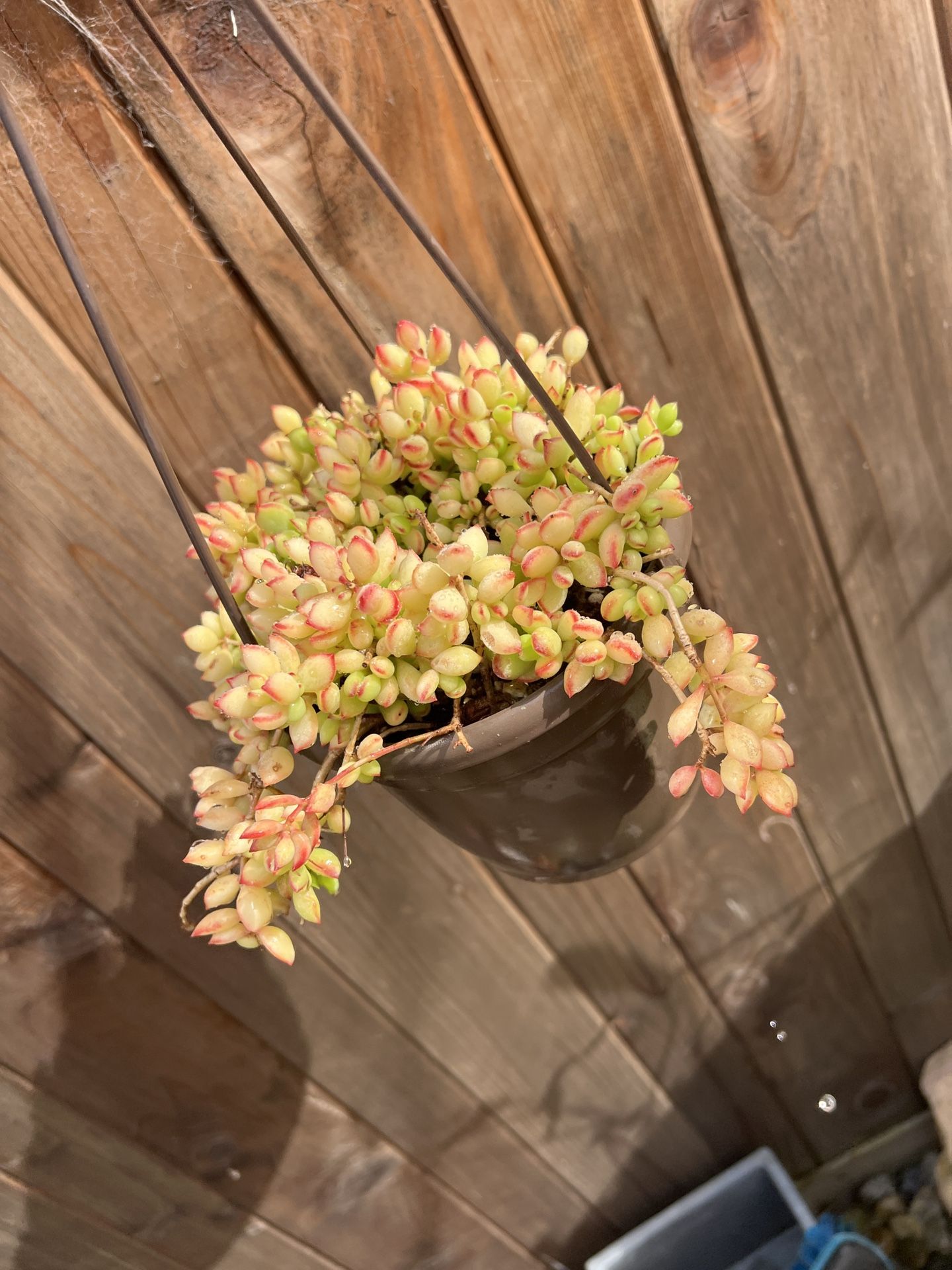 Cotyledon Pendens Succulent