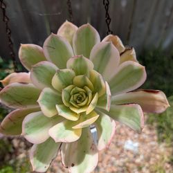 Sunburst Aeonium
