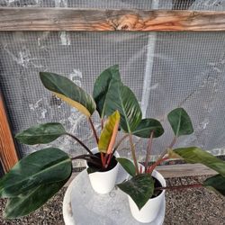Philodendron Plants 4.5 Ceramic  Pot $7 Each