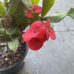 Corona De Cristo/Crown Of Thorns