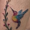 Colibrí 