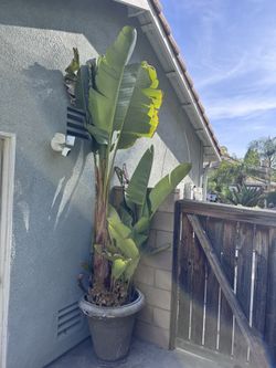 Giant Bird of Paradise