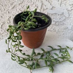 4 Inch Pot Succulent Plant - Senecio  Herreianus - String of Tears / String of Watermelon - Trailing Succulent - Established Plant - 🪴  