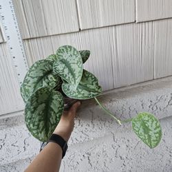 Scindapsus Pictus Exotica Plant 