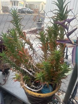 Plant