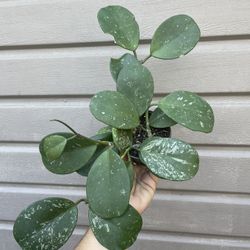 4” Hoya Obovata 