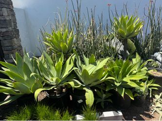 Agave attenuata green and variegated