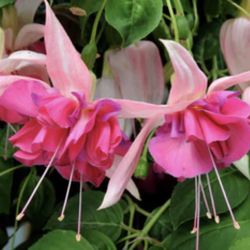 4” Bella Rosella Fucshia Plant