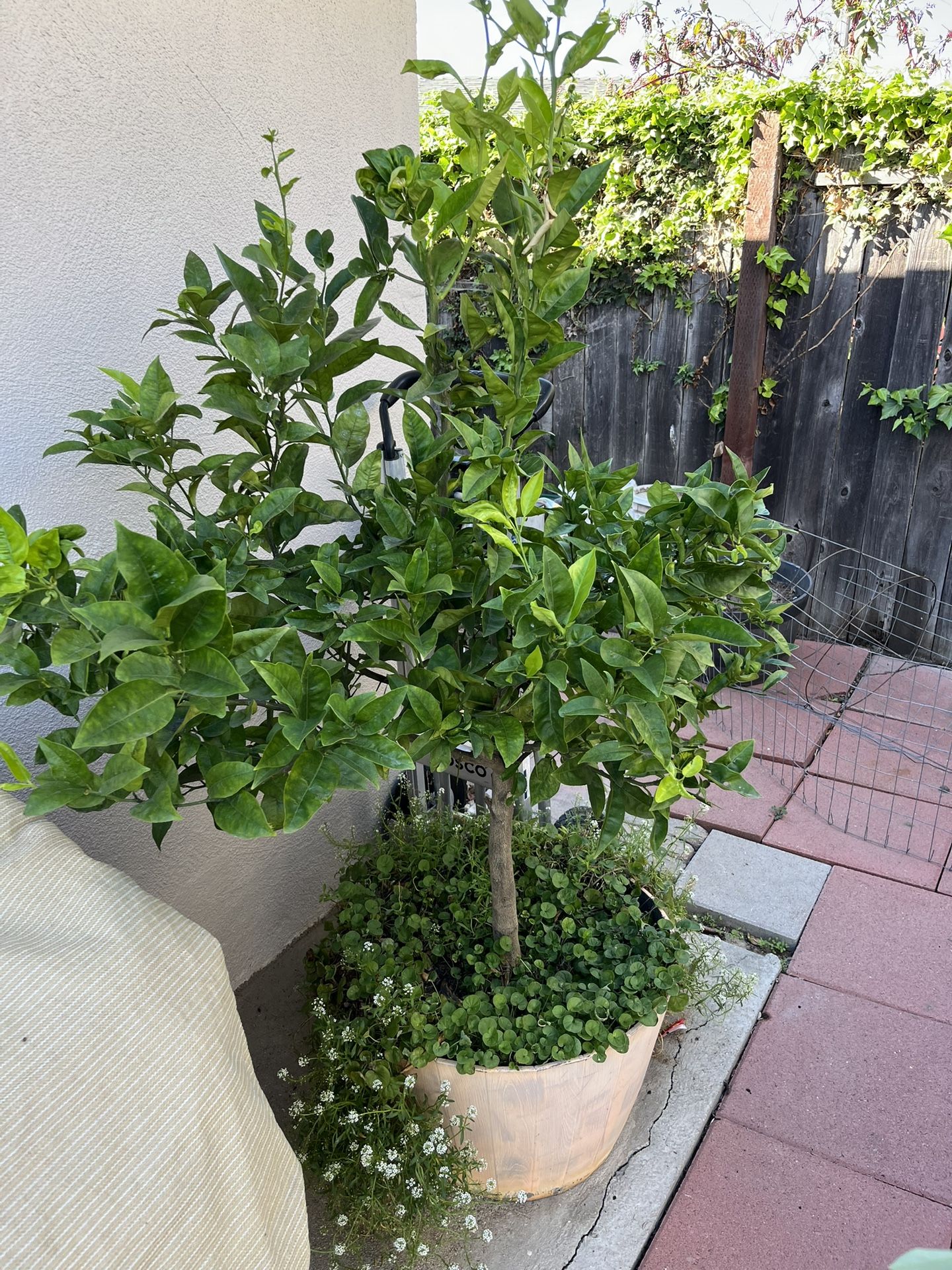 2 Trees. Avocado And Lemon 50.00