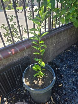 Lemon 🍋 tree