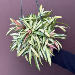 6” variegated hoya wayettii 