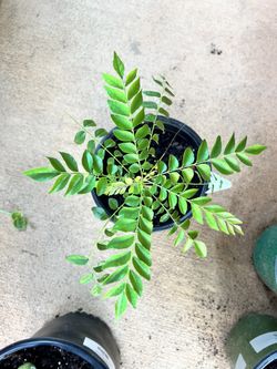 Healthy Curry Leaf Plants $7 Each