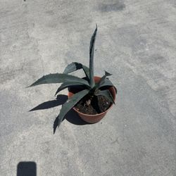 Plant 