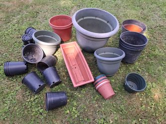 Lot of pots-big and small- price for all-with free organic strawberryplant runners(D)