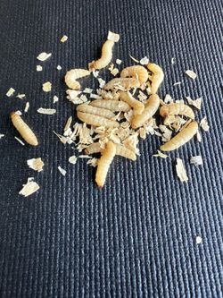 Live Wax Worms Fishing 🎣