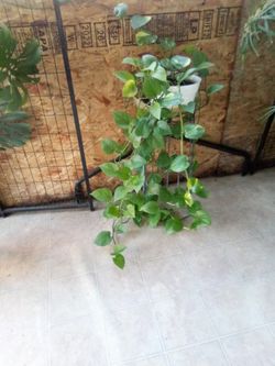 Plant