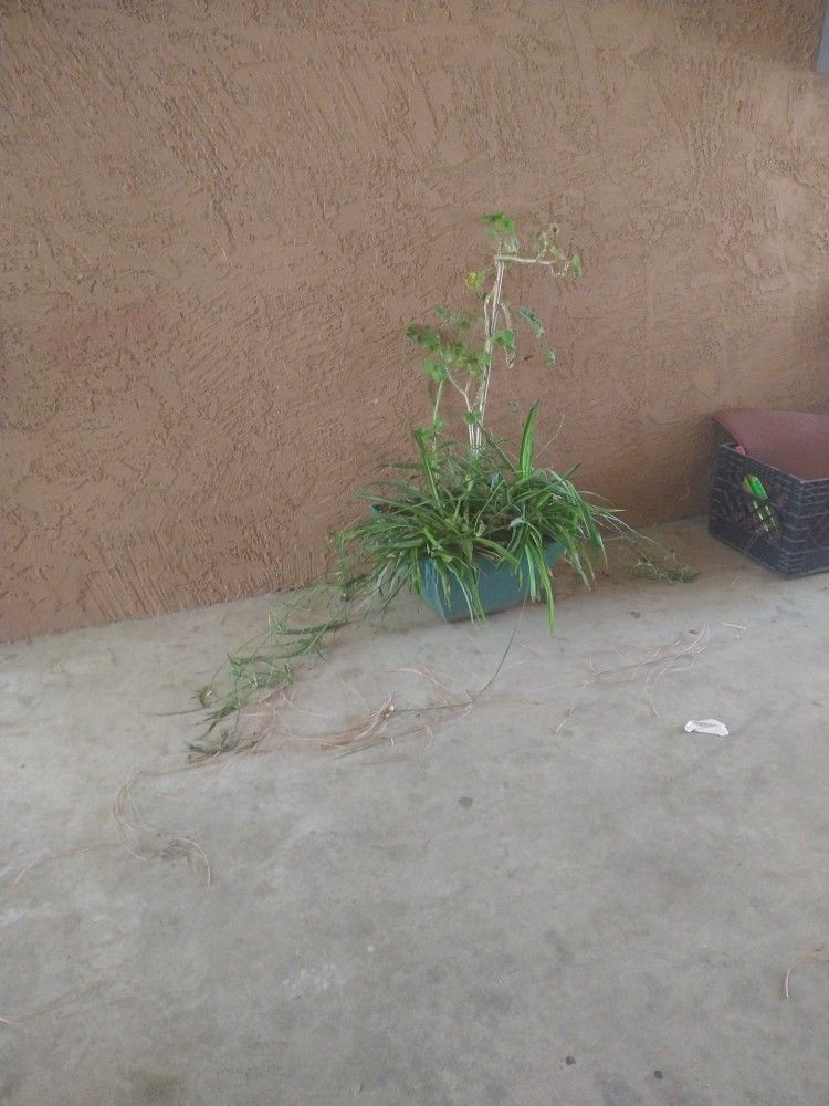 Large Spider Plant With Babies 