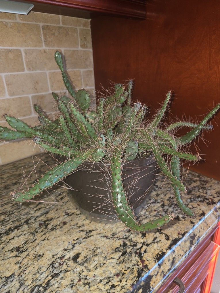 *FREE* Cactus Plant To Good Home