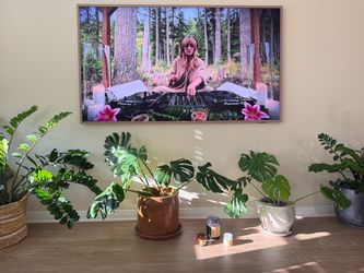 Large Monstera Top Cuttings in Pots Moving Sale