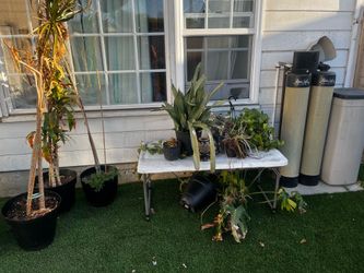 Free plants